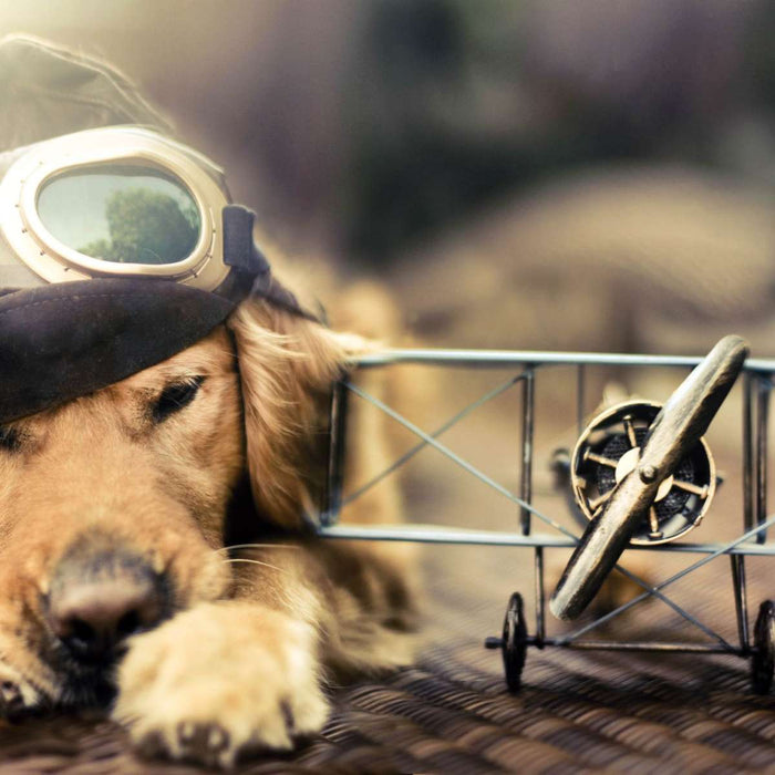 ElephantStock Dog Pilot Wall Art