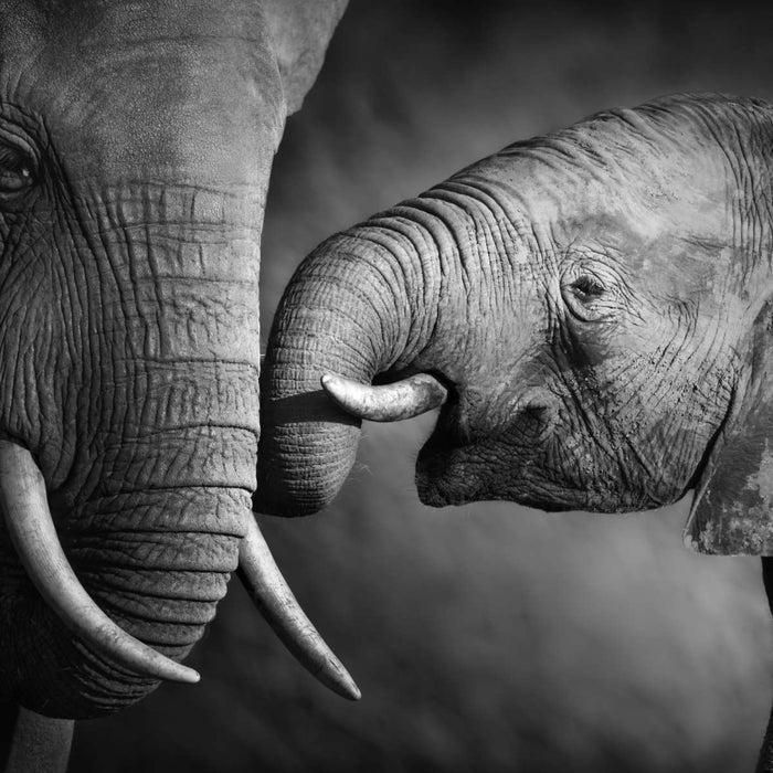 ElephantStock Elephant Affection Wall Art