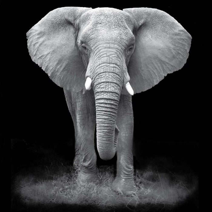 ElephantStock Elephant Zone Wall Art