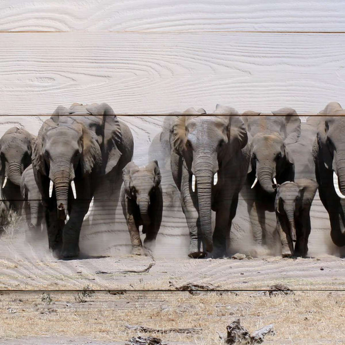 ElephantStock Elephants In Motion Wall Art