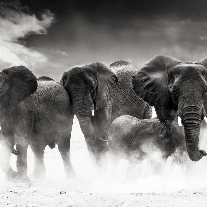 ElephantStock Etosha Park Elephants Wall Art