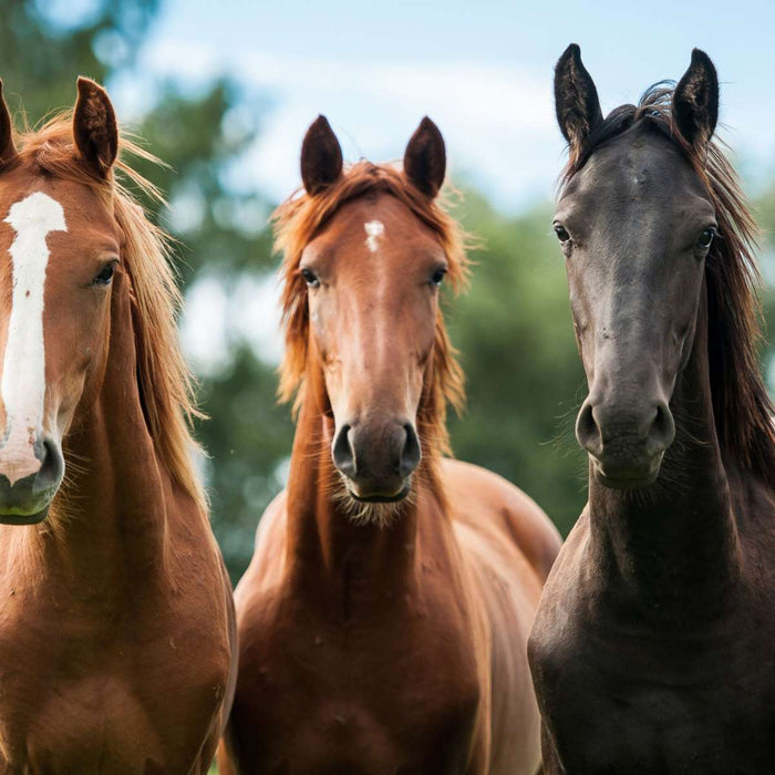 ElephantStock Young Horses Wall Art