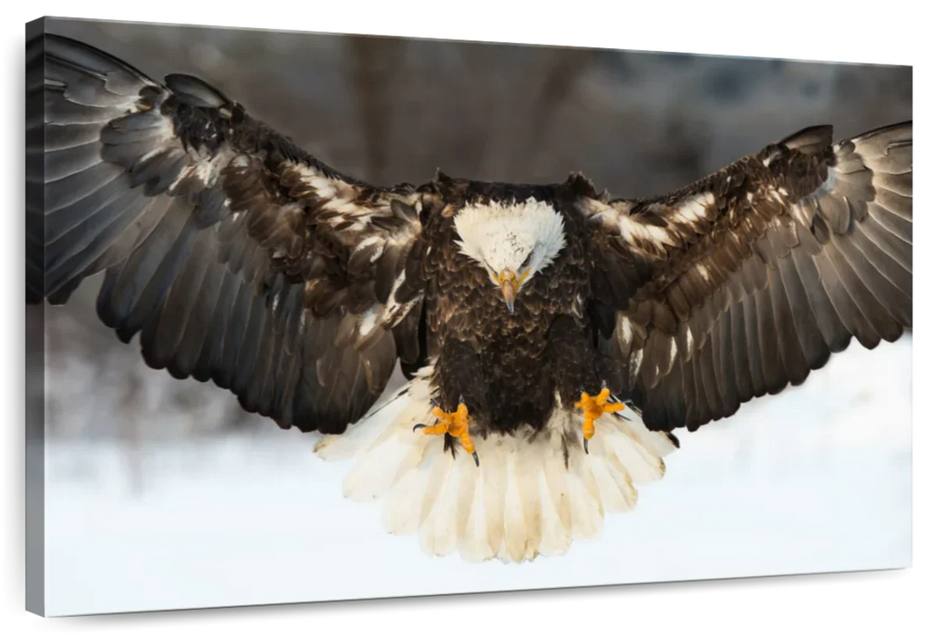 ElephantStock Bald Eagle Landing Wall Art