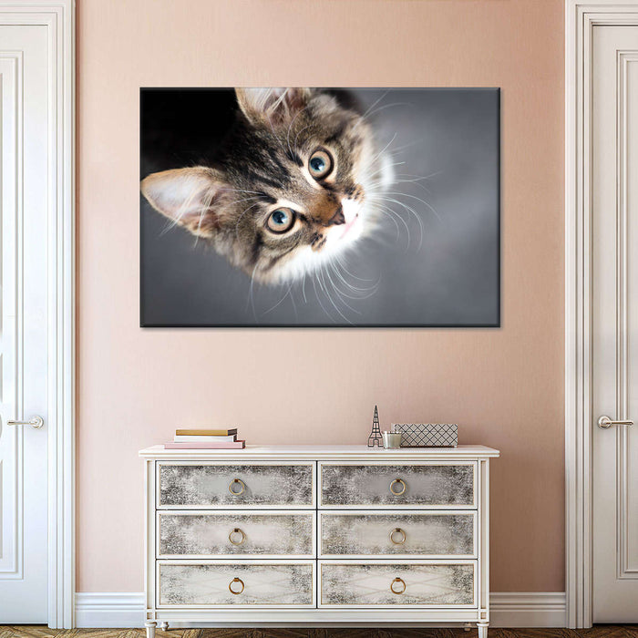 ElephantStock A Cat Wall Art