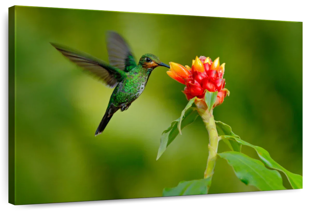 ElephantStock Flower And Green Hummingbird Wall Art