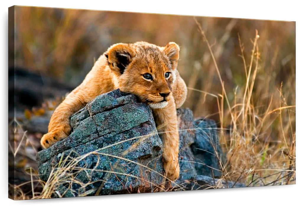 ElephantStock Safari Lion Cub Wall Art