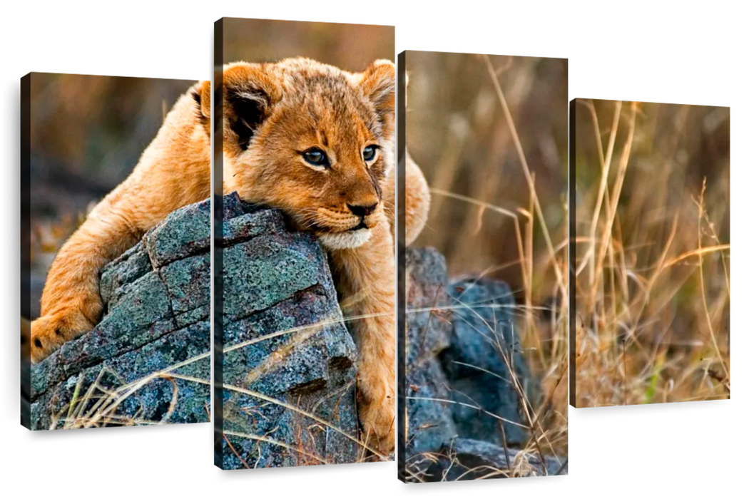 ElephantStock Safari Lion Cub Wall Art