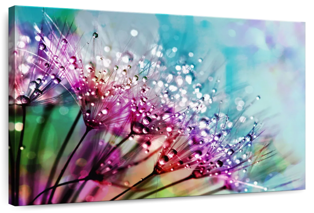 ElephantStock Colorful Dew Wall Art