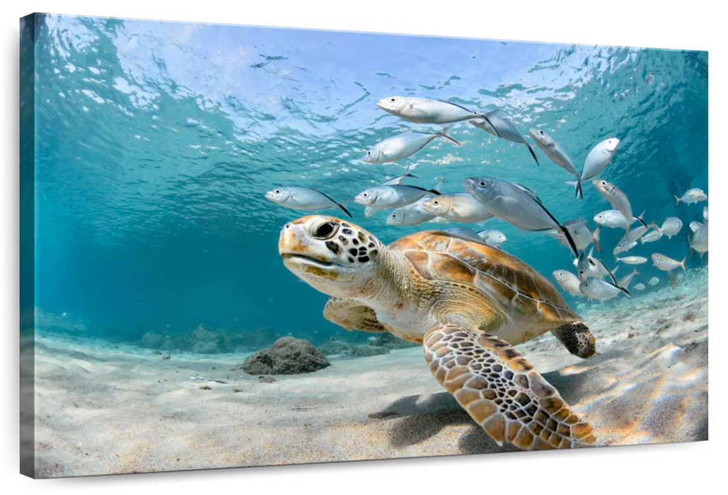 ElephantStock Curacao Fish And Turtle Wall Art