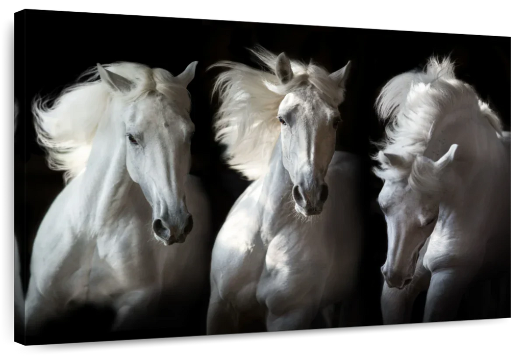 ElephantStock Three White Horses Wall Art