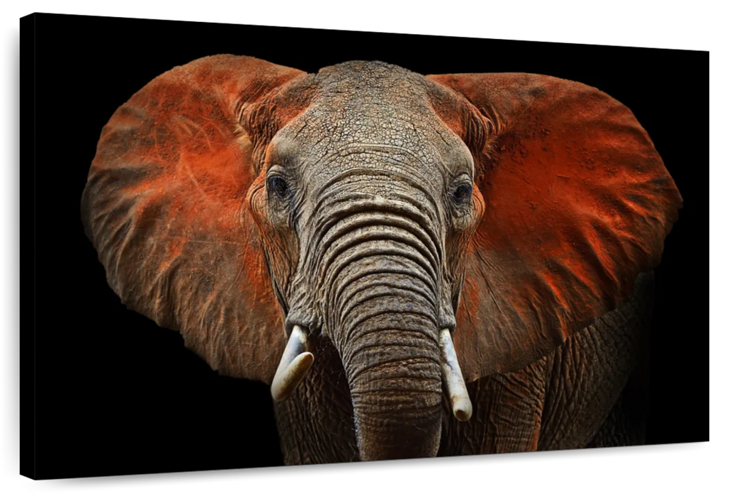 ElephantStock Elephant Portrait Wall Art